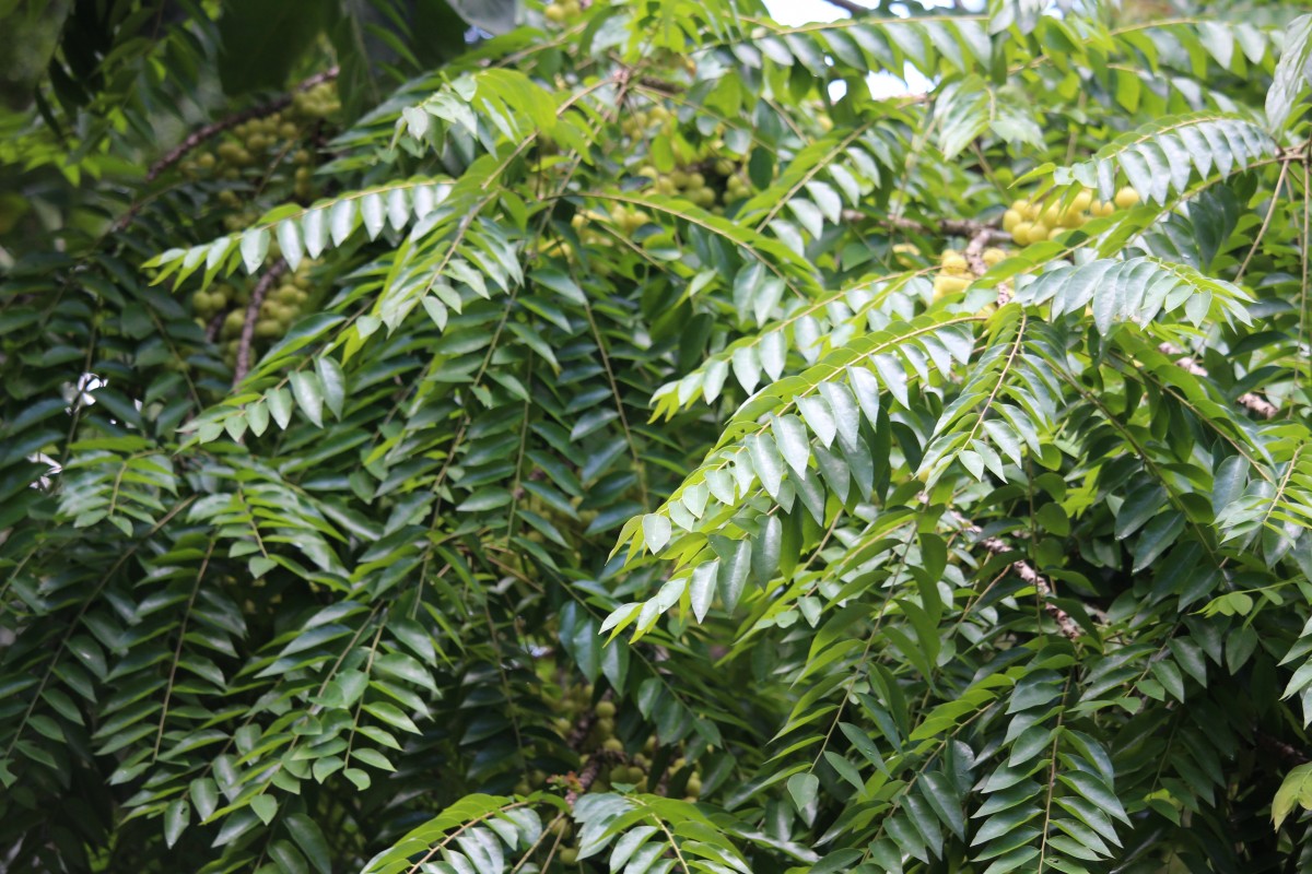 Phyllanthus acidus (L.) Skeels